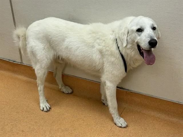 An adult large-sized male Great Pyrenees dog named Pogo for adoption in Martinez, CA