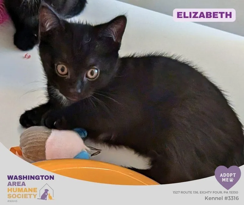 A baby small-sized female Black Domestic Short Hair cat named Elizabeth for adoption in Eighty Four, PA