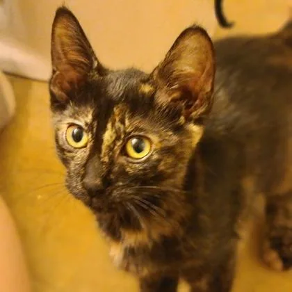 A baby small-sized female Domestic Short Hair cat named Mystery for adoption in Verona, WI