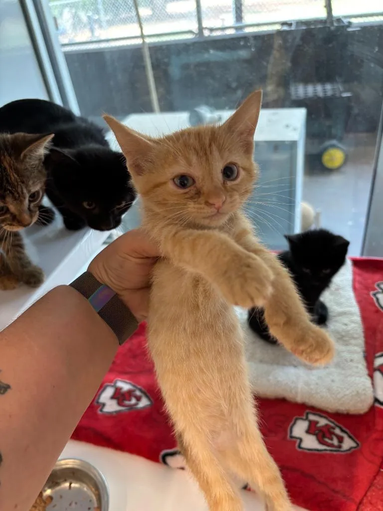 A baby medium-sized female Domestic Short Hair cat named La Quinta for adoption in Mustang, OK