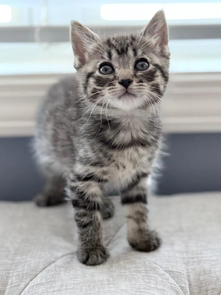 A baby small-sized female Domestic Short Hair cat named Pockets for adoption in Newnan, GA