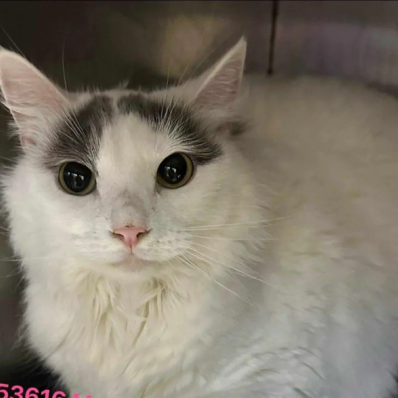 An adult medium-sized female White Domestic Medium Hair cat named Mary Kate for adoption in Chantilly, VA