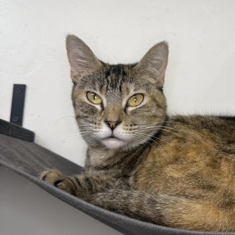 An adult medium-sized female Tortoiseshell Domestic Short Hair cat named Tango for adoption in Mount Rainier, MD