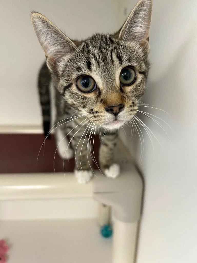 Tabbie