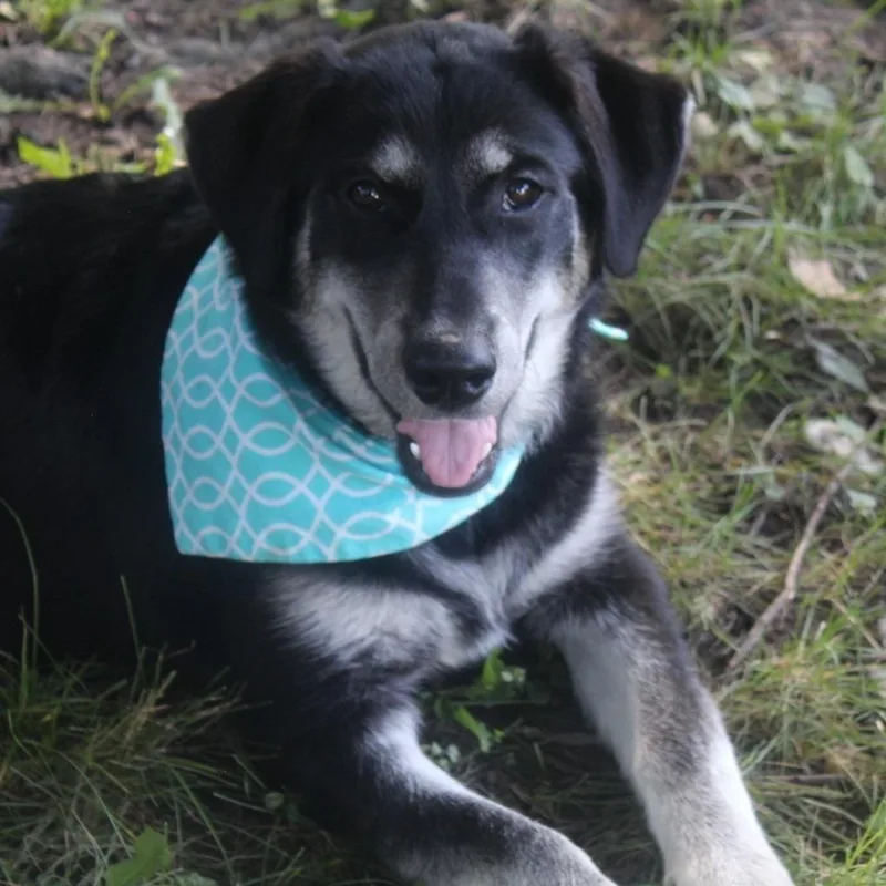 A baby medium-sized female Siberian Husky dog named Nataliya for adoption in Cincinnati, OH