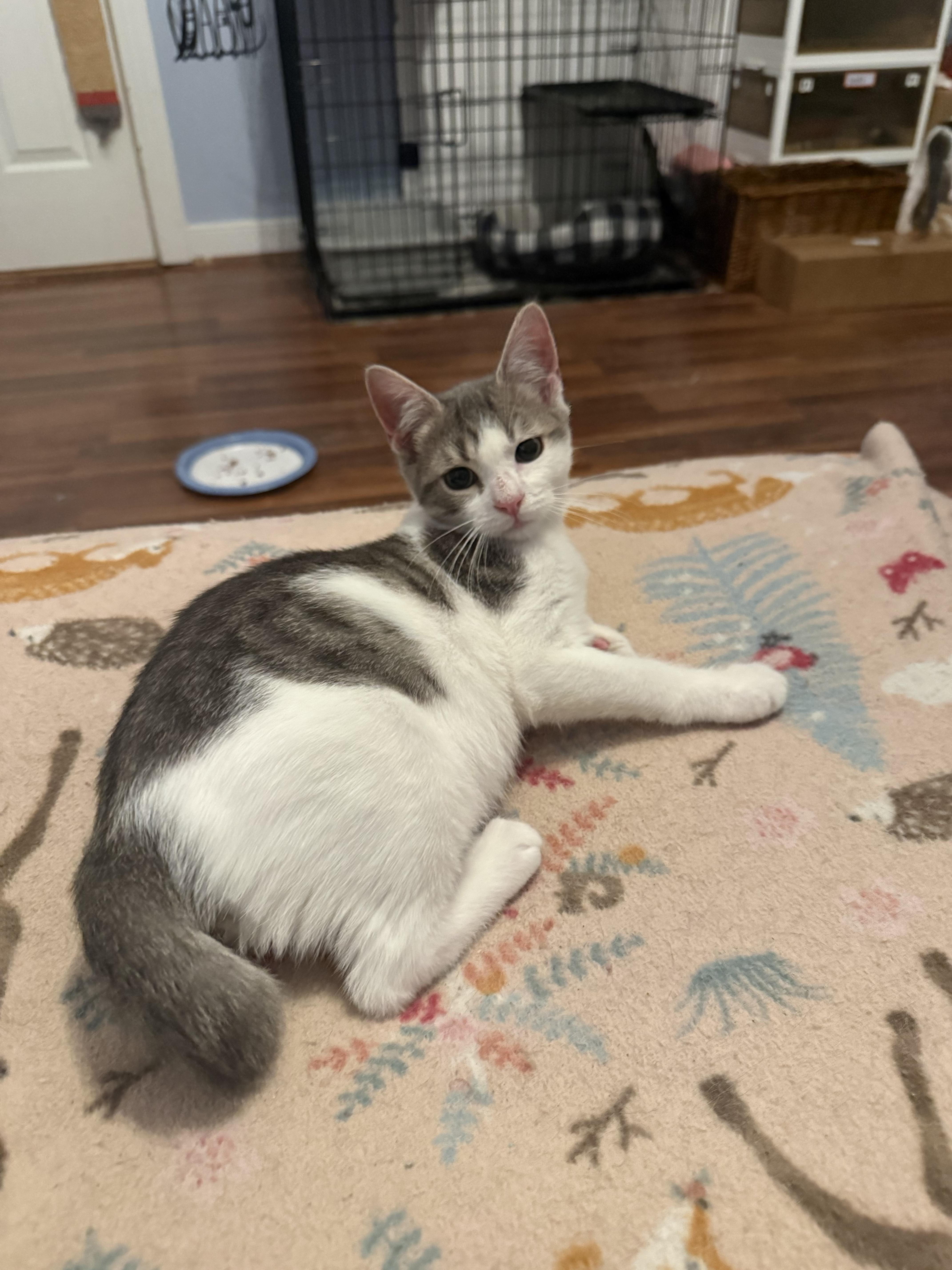 A baby small-sized male White American Shorthair cat named Oxford Comma for adoption in North Chesterfield, VA