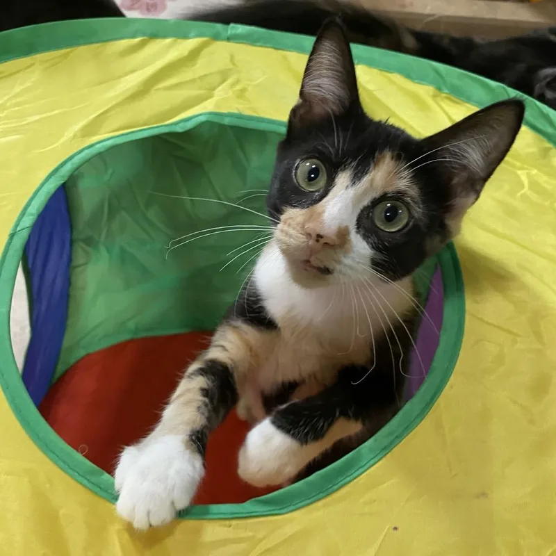 A baby small-sized female Calico Domestic Short Hair cat named Scarlet Leigh for adoption in Denison, TX