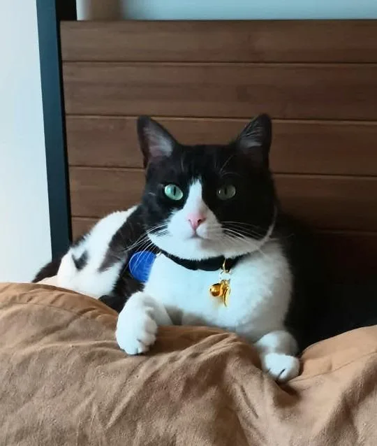 Lunastra thumbnail 2