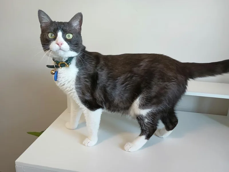 Lunastra thumbnail 3