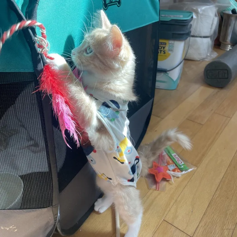 Dreamsicle thumbnail 2