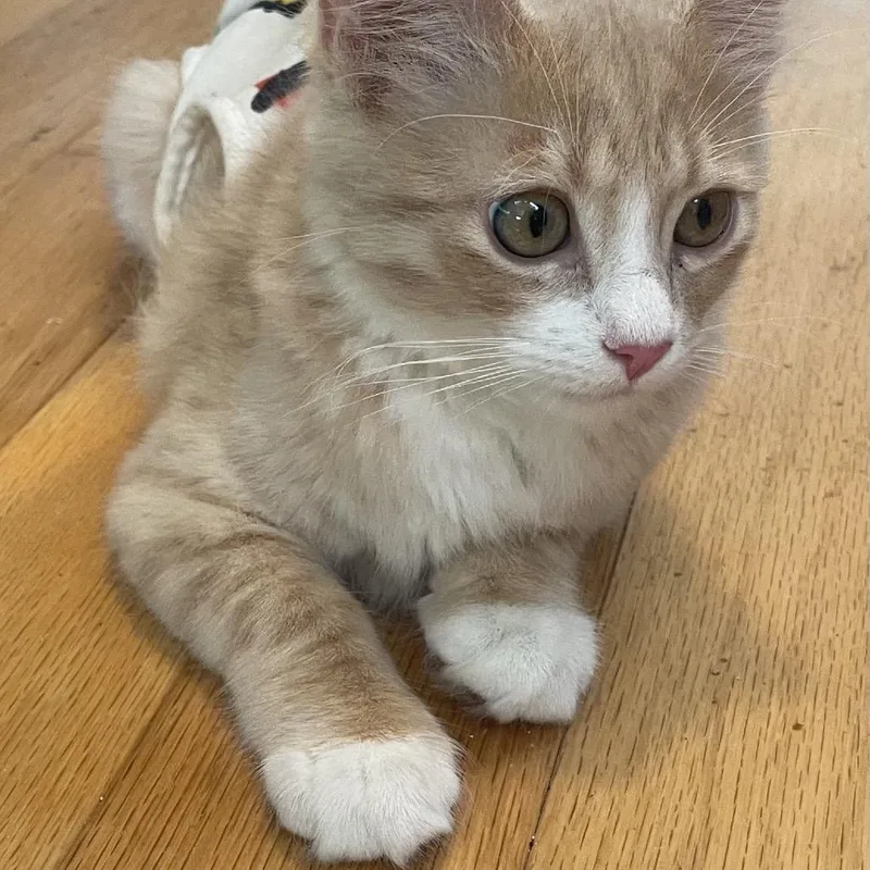 Dreamsicle thumbnail 3