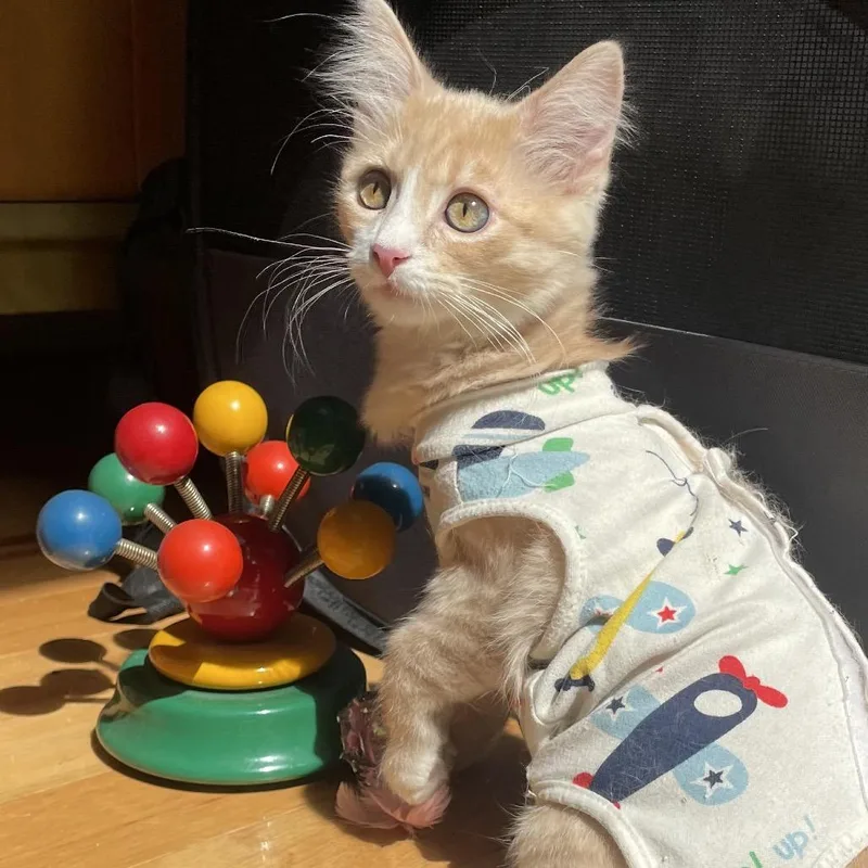 Dreamsicle thumbnail 4