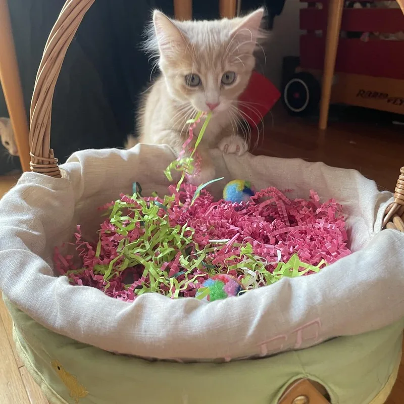 Dreamsicle thumbnail 5