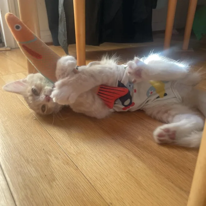 Dreamsicle thumbnail 6