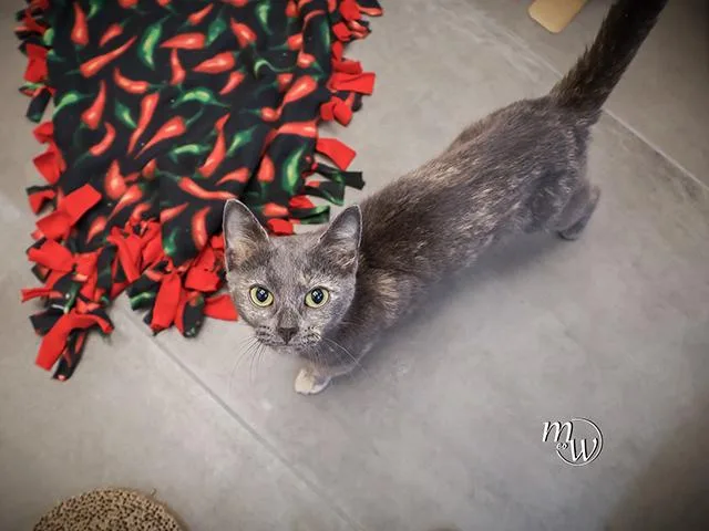 An adult small-sized female Domestic Short Hair cat named Letty for adoption in Omaha, NE