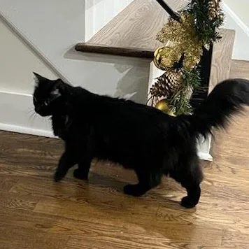 Keety Needs A New thumbnail 2