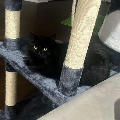 Keety Needs A New thumbnail 6