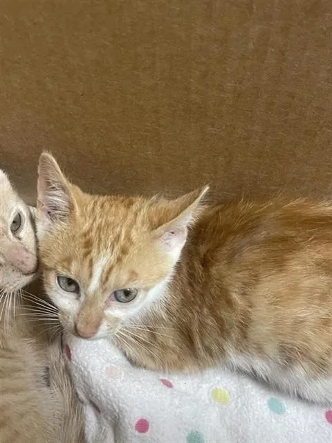 A baby small-sized female Domestic Short Hair cat named Tangie for adoption in Sacramento, CA