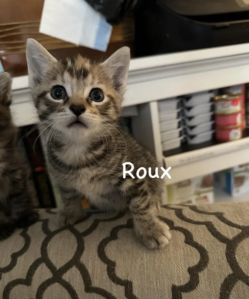 A baby small-sized female Tabby (Orange / Red) Torbie cat named Roux for adoption in Staten Island, NY
