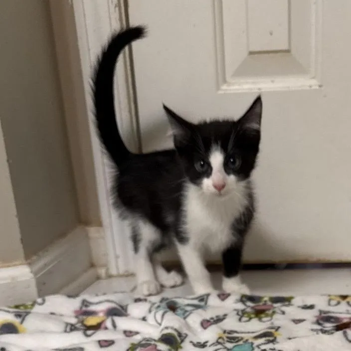 A baby small-sized male Domestic Short Hair cat named Mounjaro for adoption in Woodstock, GA