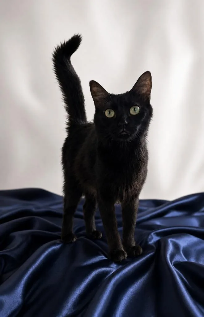 A baby medium-sized female Domestic Long Hair cat named Viva La Velvet for adoption in Miami, OK