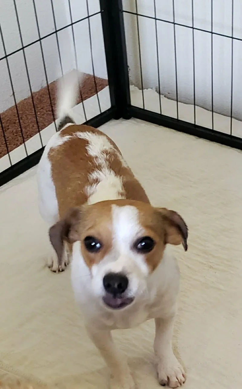 A baby small-sized female Terrier dog named Dolly for adoption in Eugene, OR