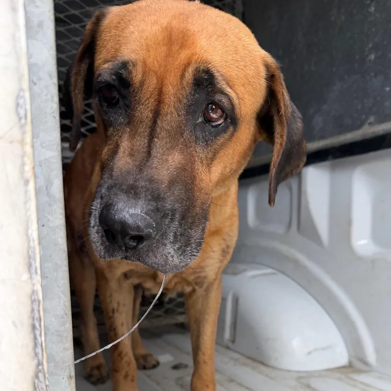 An adult large-sized female Brown / Chocolate Shepherd dog named Fabiana for adoption in Edinburg, TX