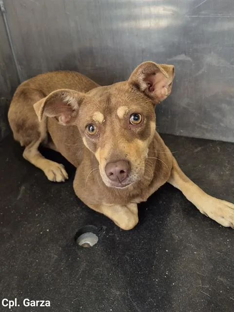 A young medium-sized female Chihuahua dog named Olivia Mild for adoption in San Antonio, TX