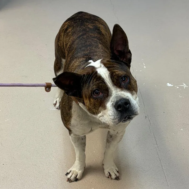 An adult medium-sized female Brown / Chocolate Mixed Breed dog named Gwen for adoption in Vineland, NJ