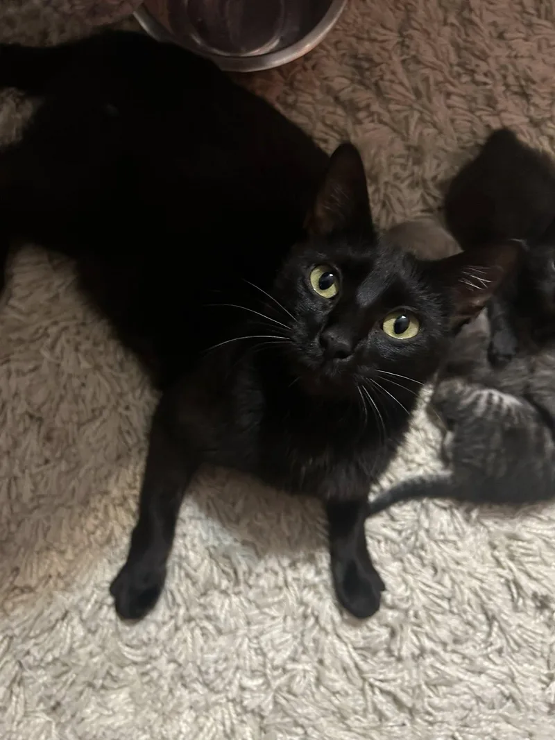 A young medium-sized female Black Domestic Short Hair cat named Mama Margarita for adoption in Chattanooga, TN