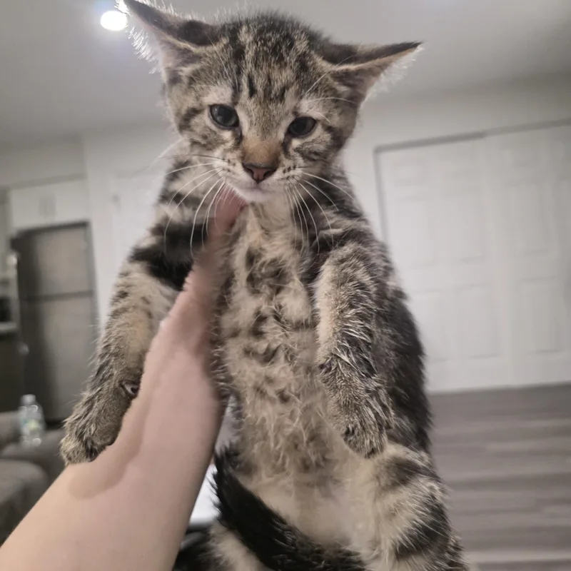 A baby medium-sized female Torbie Domestic Short Hair cat named Ginny for adoption in Moriches, NY