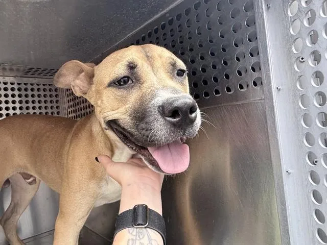 A young large-sized male Pit Bull Terrier dog named Squiggles for adoption in Phoenix, AZ