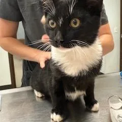A baby small-sized male Black Domestic Short Hair cat named Mischief for adoption in Durango, CO
