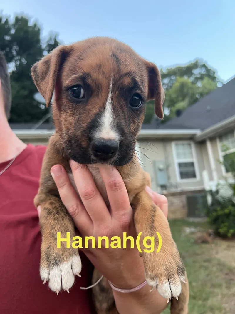 A baby medium-sized female Tricolor (Brown, Black, & White) Australian Shepherd dog named Hannah for adoption in Whiting, NJ