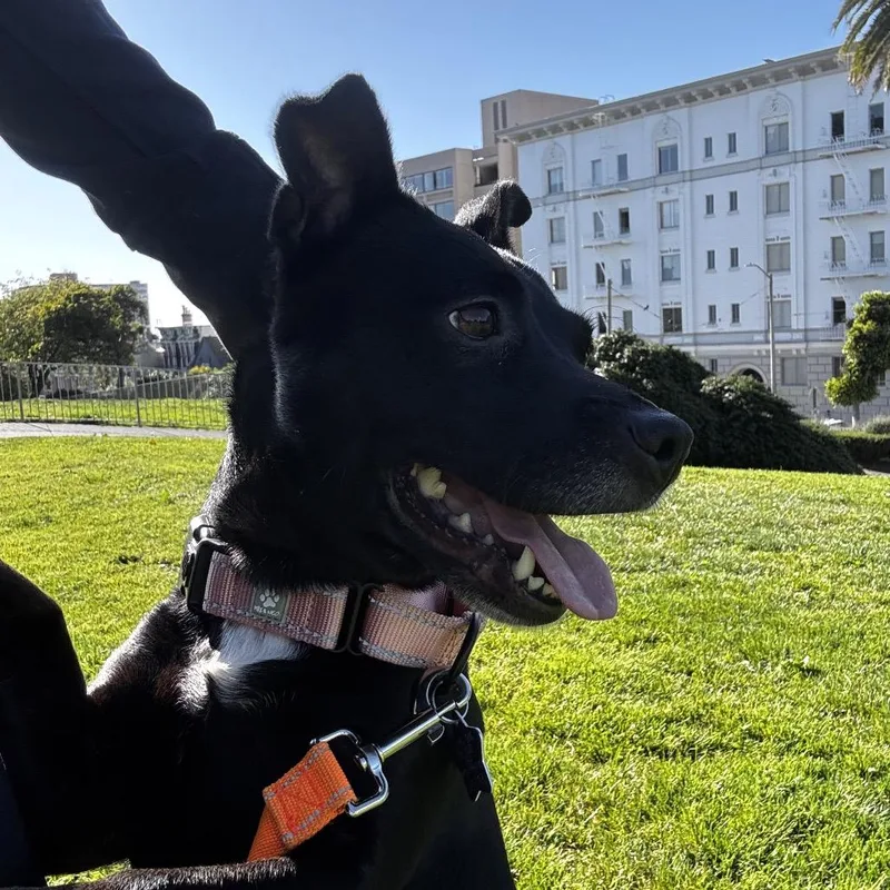 An adult medium-sized female Black Mixed Breed dog named Roxy for adoption in San Francisco, CA