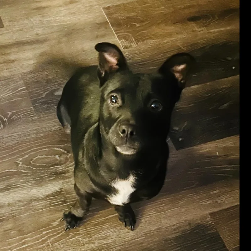 Roxy thumbnail 4