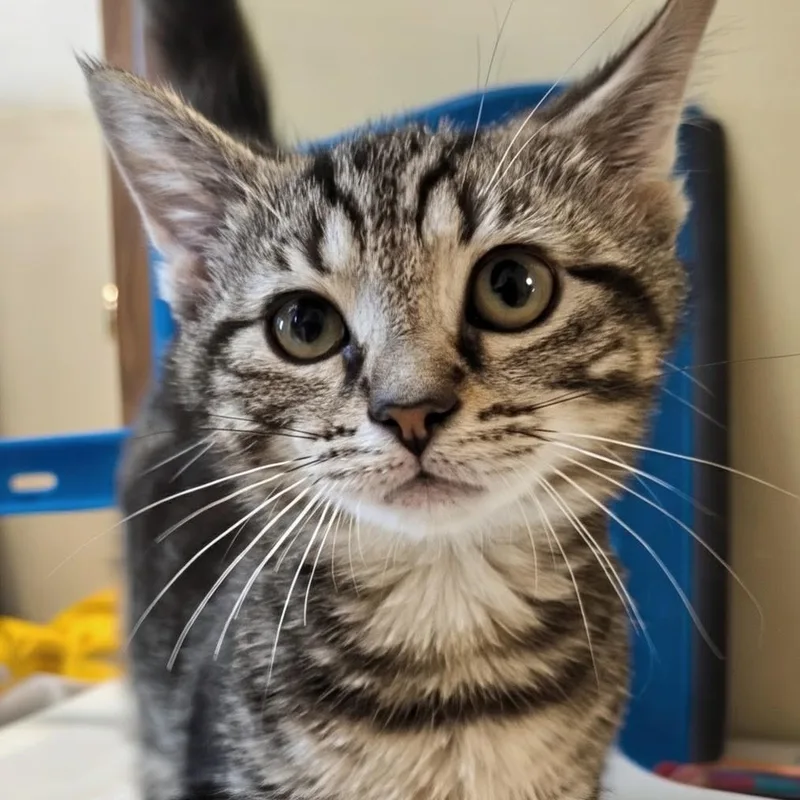 A baby small-sized female Tabby (Buff / Tan / Fawn) Domestic Short Hair cat named Ismael Best Friends for adoption in West Jefferson, OH