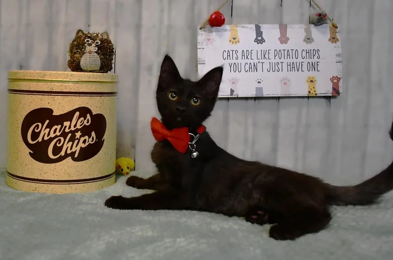 A baby small-sized male Domestic Medium Hair cat named Scotty for adoption in Roanoke, TX