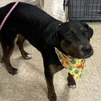A young medium-sized female Hound dog named Roxy for adoption in Yukon, OK