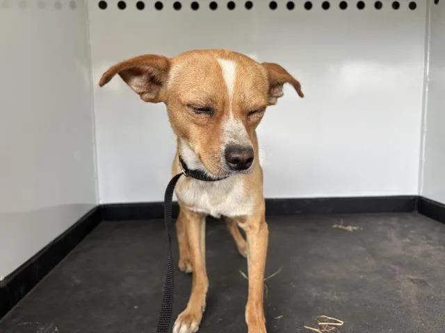 A young medium-sized male Chihuahua dog named Andy for adoption in Bothell, WA