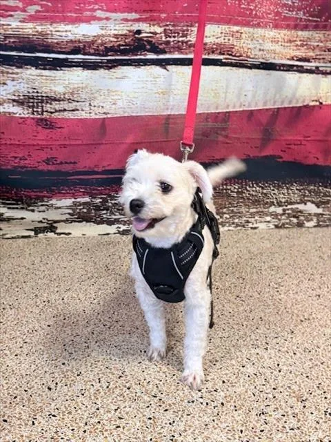 A young small-sized male Poodle dog named Max for adoption in Miami, FL