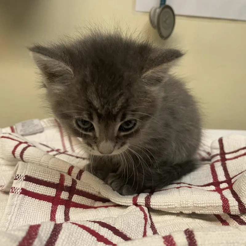 A baby small-sized male Gray / Blue / Silver Domestic Short Hair cat named Jonquils for adoption in Pasadena, CA