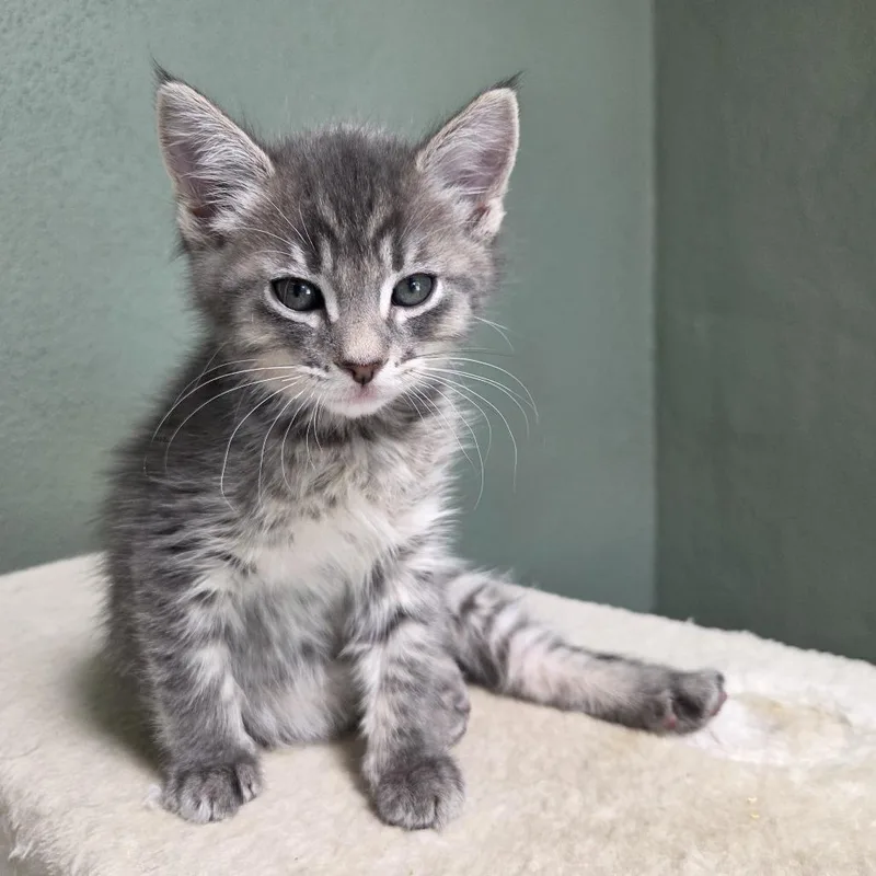 Jonquils thumbnail 2