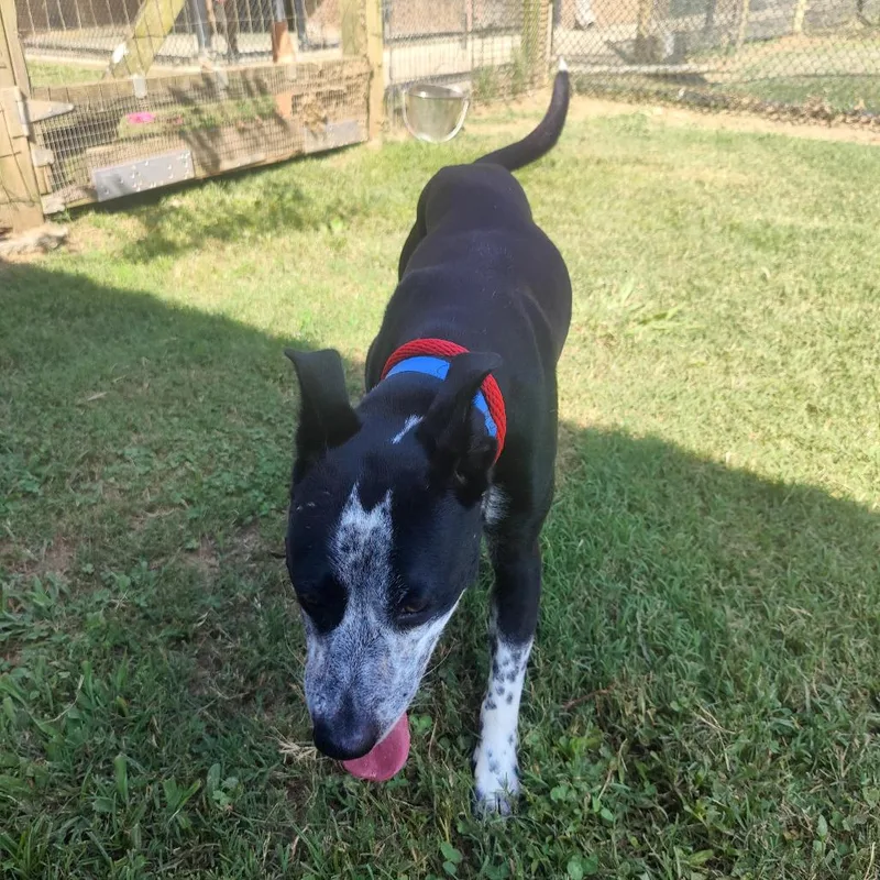 An adult small-sized male Black Mixed Breed dog named Jasper for adoption in Chattanooga, TN