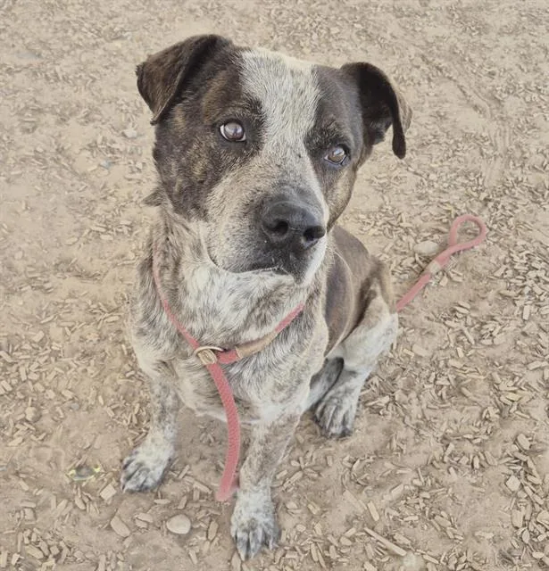 An adult medium-sized male Australian Cattle Dog / Blue Heeler dog named Hum for adoption in Albuquerque, NM