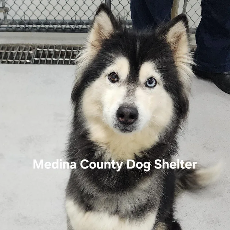 An adult medium-sized male Black Husky dog named Lucky for adoption in Medina, OH