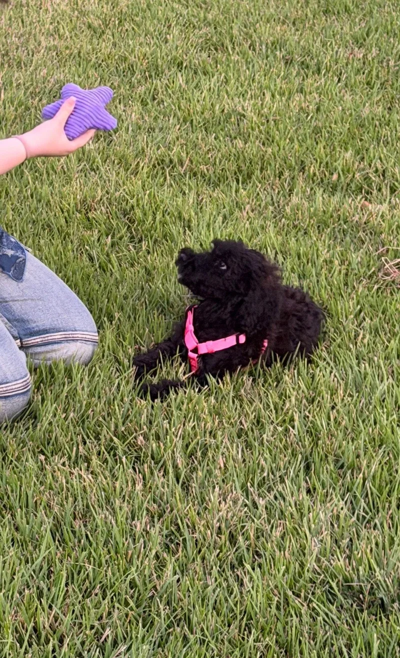 Koko thumbnail 2
