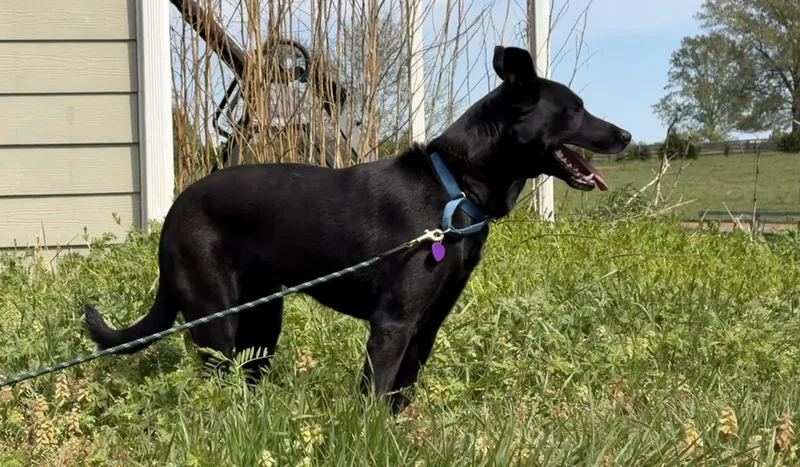 A young medium-sized female German Shepherd Dog dog named Zipper for adoption in Thibodaux, LA