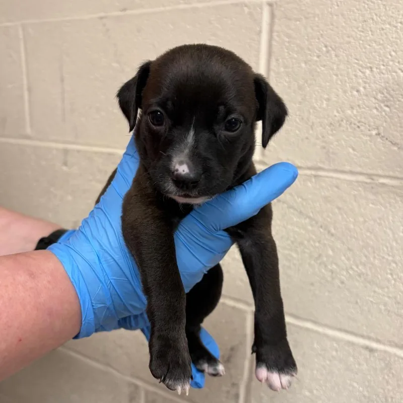 A baby small-sized male Brown / Chocolate Mixed Breed dog named French Fry for adoption in East Hanover, NJ