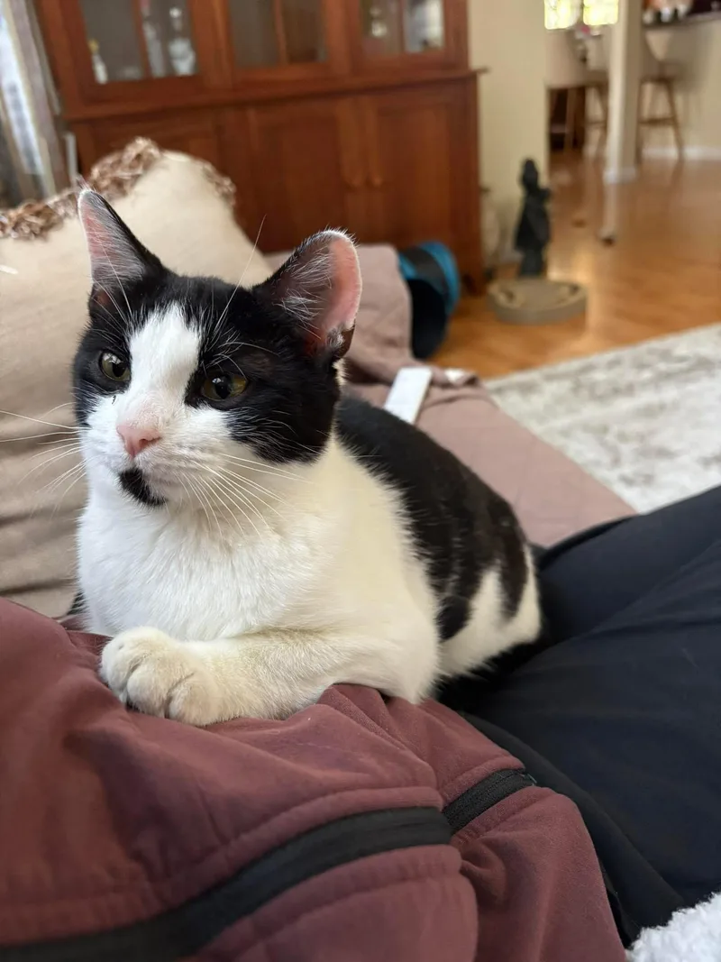 A young medium-sized female Black & White / Tuxedo Domestic Short Hair cat named Sunny for adoption in Enfield, CT